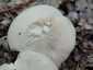 Nagy döggomba (Entoloma sinuatum), Budai-hegység